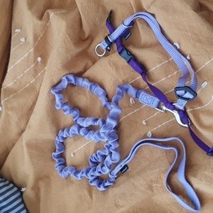 Kitty harness and bungee leash